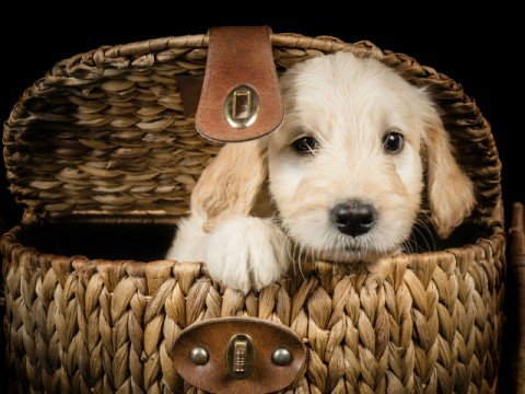 Pet paraphernalia! 924f31845ee66ddf7ada076b81ee9f6d.jpg